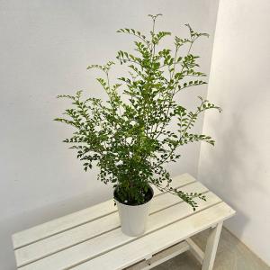 日本花キ流通 ミラクルフルーツ 苗 9cmポット 庭木 苗木 果樹苗