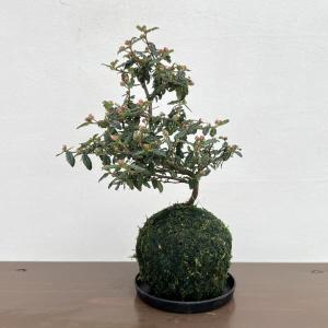 赤エゾ松 赤蝦夷松 苗 盆栽 : やまおか碧山苑ヤフー店 - 通販 - Yahoo