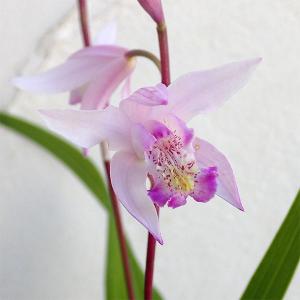 多肉植物 アガベ 王妃笹の雪 B型 2.5号ポット苗 : やましち山野草店