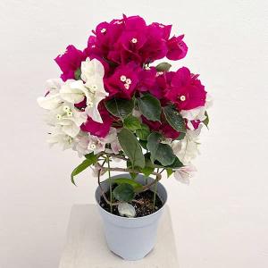 母の日対応商品】 ブーゲンビリア鉢植え 母の日ギフトの新定番 農林