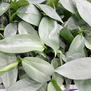 観葉植物 フィロデンドロン シルバーメタル3号ポットの商品画像