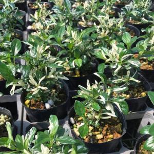 カリフォルニアクイーン オリーブの木 2年生 5号ポット苗 挿し木