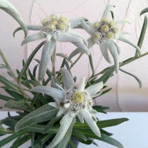 エーデルワイス 花の商品一覧 通販 Yahoo ショッピング