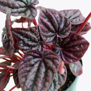 ストレリチア オーガスタ 極楽鳥花 3株植え 7号鉢 観葉植物 : お花処