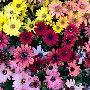 オステオスペルマム 苗 の商品一覧 花 ガーデニング 通販 Yahoo ショッピング