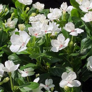 ニチニチソウ 品種 花の苗 の商品一覧 苗 花 ガーデニング 通販 Yahoo ショッピング