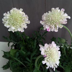 スカビオサ ピンク 苗 の商品一覧 花 ガーデニング 通販 Yahoo ショッピング