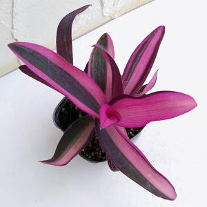 草花の苗/セトクレアセア ピンクストライプ（紫御殿の斑入り種）3.5号ポット