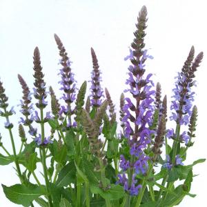 園芸ネット サルビア セージ の仲間 草花の苗 Yahoo ショッピング