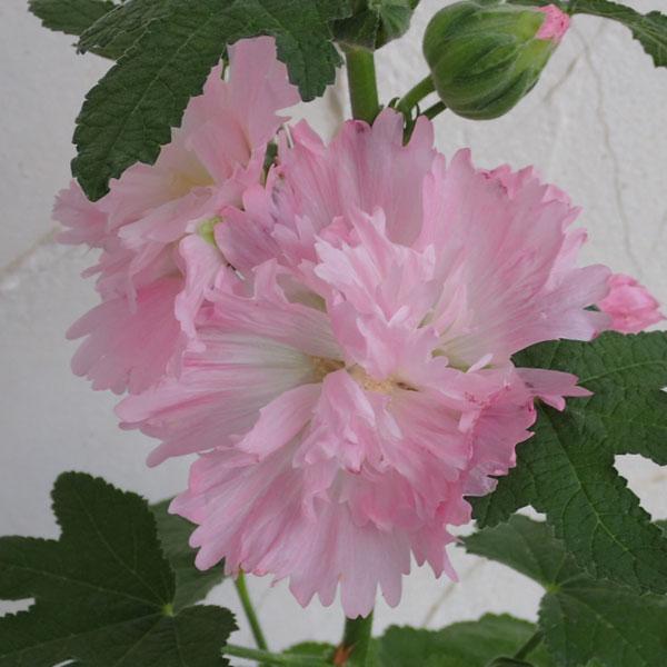 草花の苗/ホリホック（タチアオイ） スプリング セレブリティ　ピンク3号ポット 2株セット