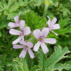ハーブの苗 ニオイゼラニウム ローズ斑入（シルバーリーフローズ）3号ポット