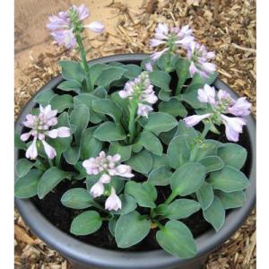 ホスタ（ギボウシ） 品種見計らいセット 5種5株 4号(12cm)ポット植え