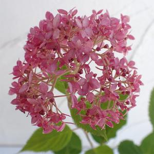 花木 庭木の苗/アジサイ（アメリカ）：ピンクのアナベル5号ポット3株セット