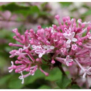 ヒメライラックの商品一覧 通販 Yahoo ショッピング