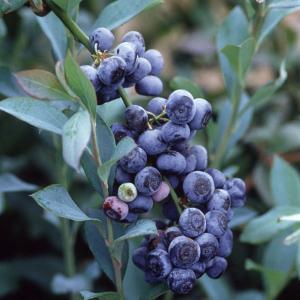 果樹の苗 クルミ 信濃クルミ（しなのくるみ）実生苗4.5号ポット : 園芸