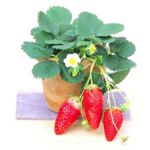 野菜の苗/イチゴ：あきひめ（章姫）3号ポット 24株セット