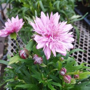 草花の苗 シュウメイギク(秋明菊) 初恋3号ポットの商品画像