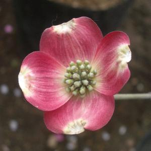 ハナミズキアップルブロッサム 落葉樹の植木 庭木 の商品一覧 苗木 植木 花 ガーデニング 通販 Yahoo ショッピング