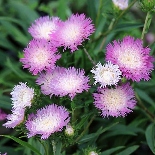 草花の苗 ストケシア カラーホイール3.5号ポット