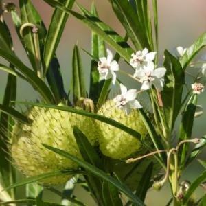 草花の苗 サマーセール フウセントウワタ（風船とうわた）3号ポット