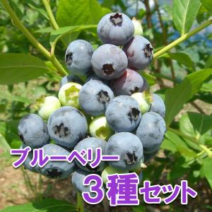 果樹の苗 ブルーベリー（大実ラビットアイ系） コロンブス5号ポット