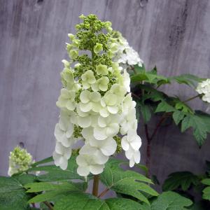 多肉植物 アガベ 王妃笹の雪 B型 2.5号ポット苗 : やましち山野草店