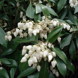 花木 庭木の苗 アセビ（馬酔木・アシビ） 琉球アセビ（白花）5号ポット