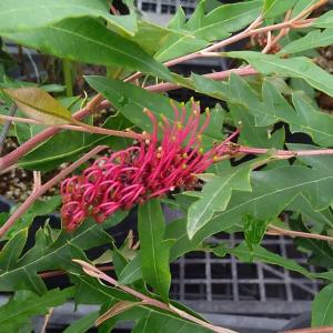 グレビレア プーリンダロイヤルマントル 3号ポット苗 : 苗木部 花