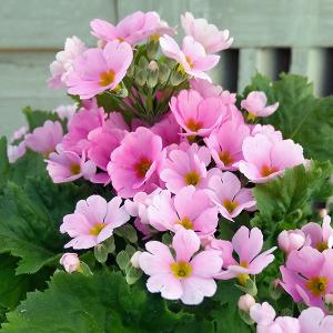 日本花キ流通 予約販売 君子蘭 ダルマ君子蘭 5号鉢 2年生 未開花株