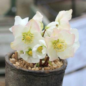 クリスマスローズニゲルの商品一覧 通販 Yahoo ショッピング