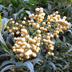 花木 庭木の苗 ナンテン（南天） 白実5号ポット : 園芸ネット - 通販