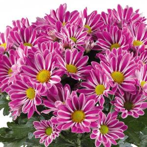 山野草）カンアオイ（寒葵）タイリンアオイ（大輪葵） 弁天星 3号（1