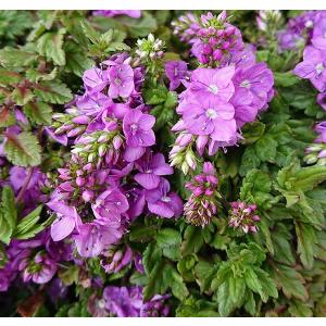 ベロニカ 花 ピンク 花 ガーデニング の商品一覧 通販 Yahoo ショッピング