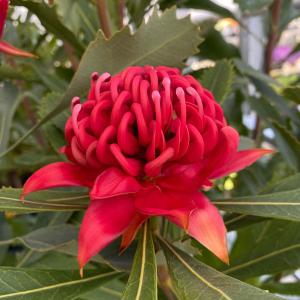 ダーウィニア プロセラ 5号鉢植え 爆買いweek : 苗木部 花ひろば