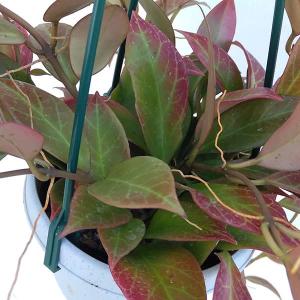ストレリチア オーガスタ 極楽鳥花 3株植え 7号鉢 観葉植物 : お花処
