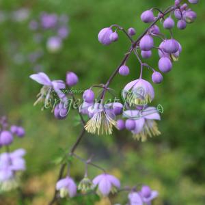 花藤 八重黒龍藤 2年生 接木 6号ポット苗 予約販売12月〜翌年1月頃入荷