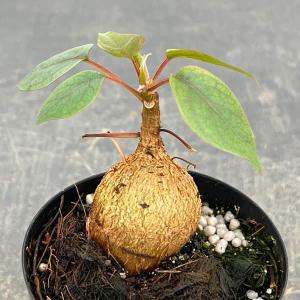 オリヅルラン 空気浄化観葉植物 生花 陶器鉢 プラ鉢皿付 : 花と緑のは