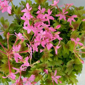 今花がないので 参考にしておきますゼラニウム3種 ゼラニウム：pacクオリティ カレイス3.5号ポット の通販 | 園芸ネット