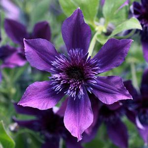 園芸ネット クレマチスの苗 Yahoo ショッピング