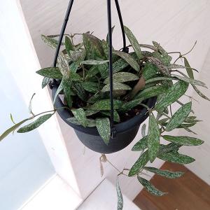 日本花キ流通 予約販売 観葉植物 ホヤ デシプラエ 4号 吊り鉢 吊り下げ