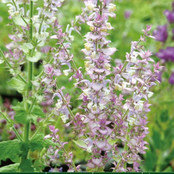 草花の苗 クラリーセージ（サルビア スクラレア）3.5号ポット