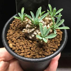 観葉植物：アガベ アテナータ*8号 現品をお届け 大型ヤマト便 : 遊恵