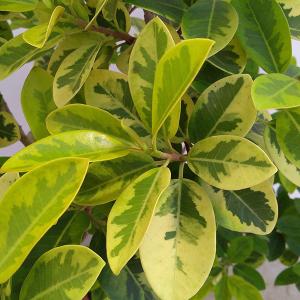 観葉植物 サマーセール フィカス ルビキノーサ（フランスゴム） 幸（ユキ）曲がり 8号鉢植え 送料無料