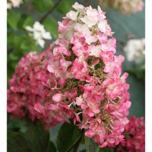 ウツギの花 ピンク 花 ガーデニング の商品一覧 通販 Yahoo ショッピング