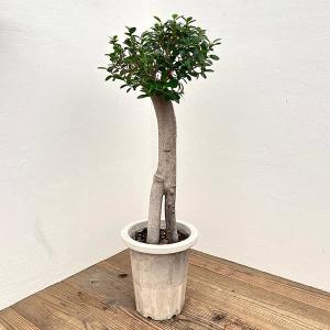 パンダガジュマル　コパンダ接木　3.５号 パンダガジュマル コパンダ接木 3.5号 パンダガジュマル 3.5号