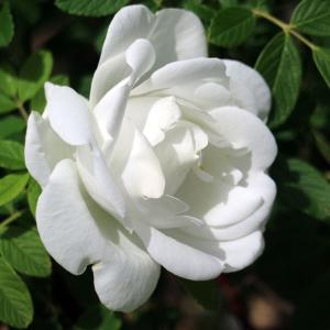 バラの苗 千年のバラ　メイクイ 唐華（とうか）4号ポット