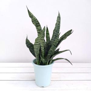 観葉植物 サンセベリア(サンスベリア) ゼラニカ...の商品画像