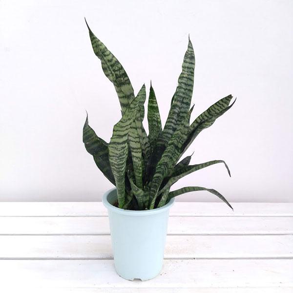 観葉植物 サンセベリア(サンスベリア) ゼラニカ4号鉢植え