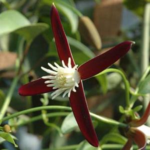 クレマチス仙人草 花の苗 の商品一覧 苗 花 ガーデニング 通販 Yahoo ショッピング