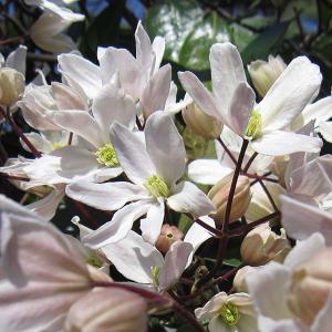 クレマチス 常緑種 苗 の商品一覧 花 ガーデニング 通販 Yahoo ショッピング